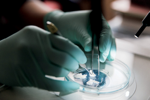 Jingyi Chi preparing mouse fat for imaging (above).