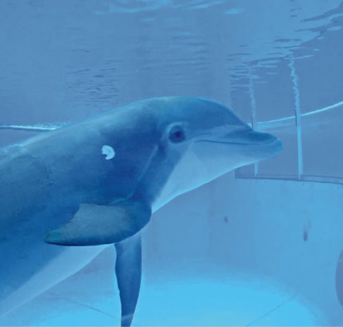 Foster, a ten-year-old Atlantic bottlenose dolphin, was one of the first to interact with 
an underwater touchscreen.