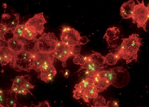 Large immune cells, shown in red, have been summoned by lysibodies to engulf Staphylococcus aureus 
bacteria (green dots).