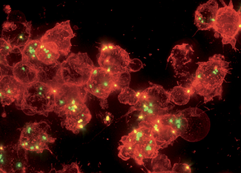Large immune cells, shown in red, have been summoned by lysibodies to engulf Staphylococcus aureus 
bacteria (green dots).