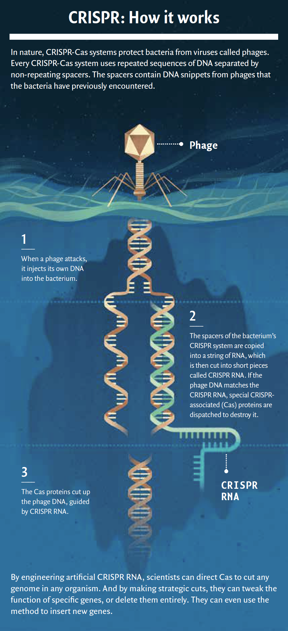 CRISPR: How it works