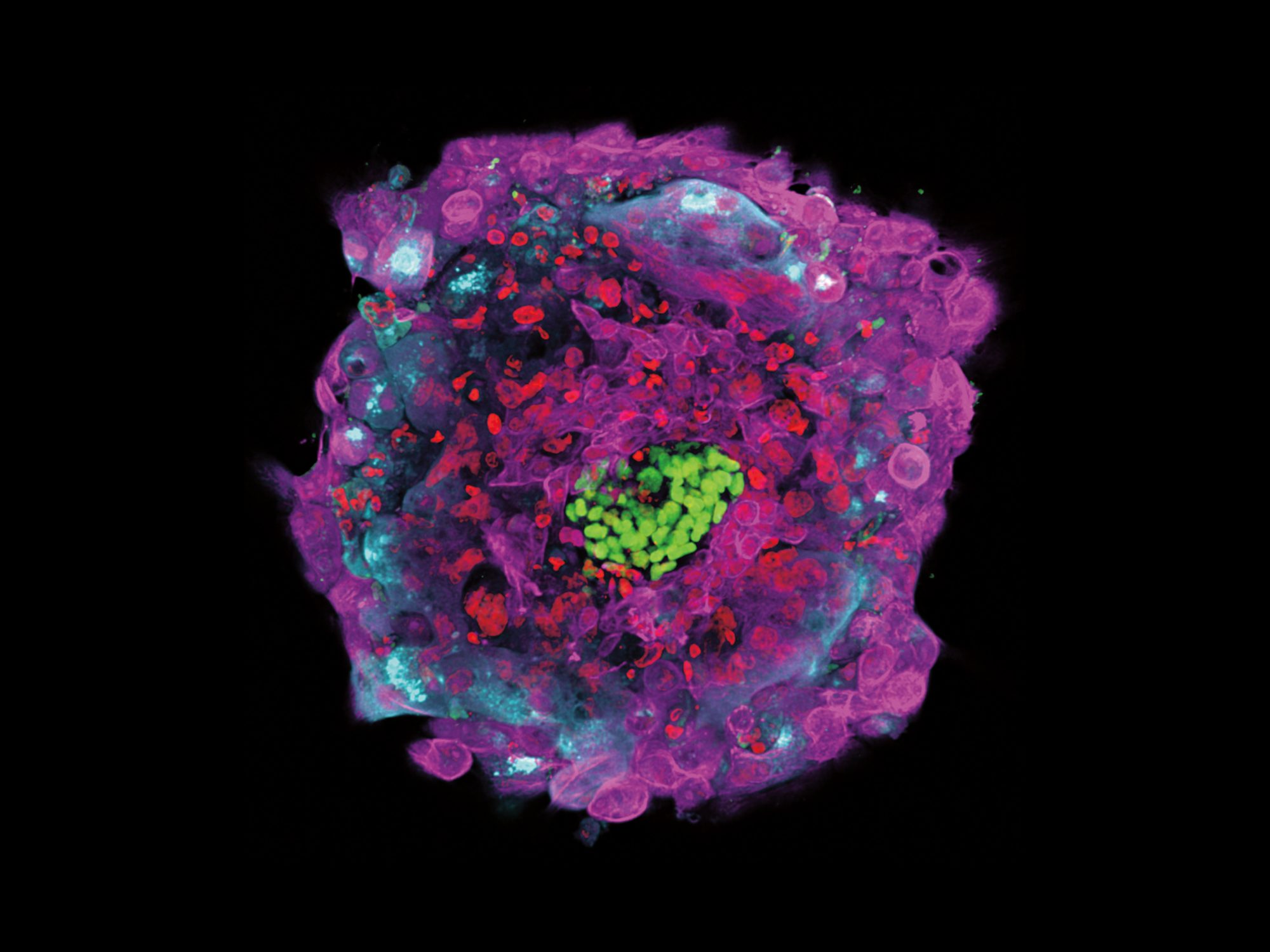 An attached human embryo 12 days after fertilization.