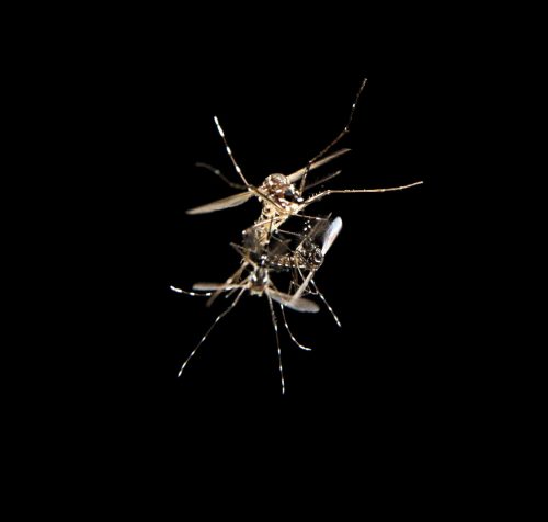 Aedes aegypti mosquitoes mating in flight. The species transmits human diseases including Zika and yellow fever.
