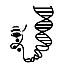 DNA