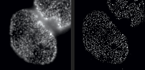 Human nuclear pore complexes, as seen with a conventional confocal microscope (left) and a super-resolution microscope.