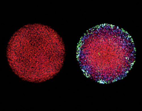 Embryo cells on the right are unable to diversify because they haven