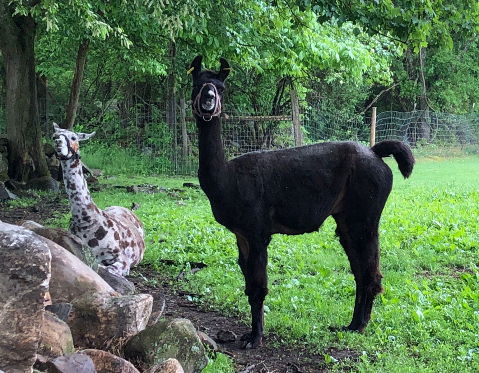For years, Rocky and Marley have participated in research aimed at harnessing the wonders of their immune system. The llamas live in pastures in rural Massachusetts. 