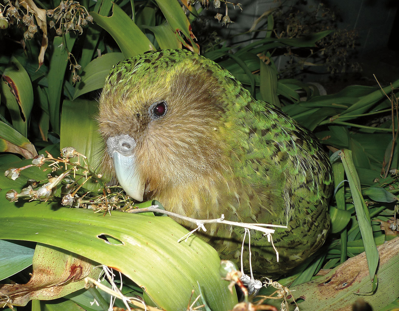 Ancient and endangered, the kakapo is one of 25 species with a brand-new reference genome.