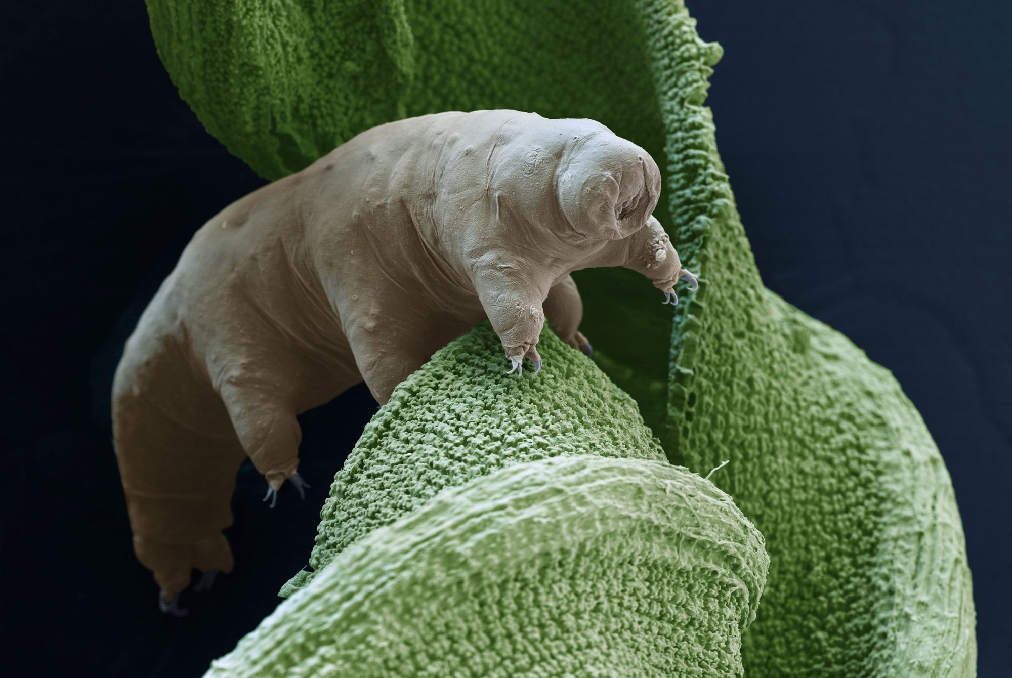 The tardigrade walks on eight stubby legs, with a gait resembling that of insects
500,000 times its size.