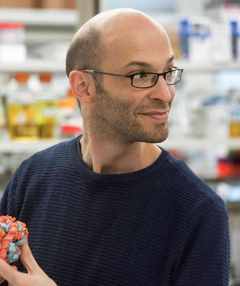 Klinge in his lab holding a 3D model of a ribosomal subunit