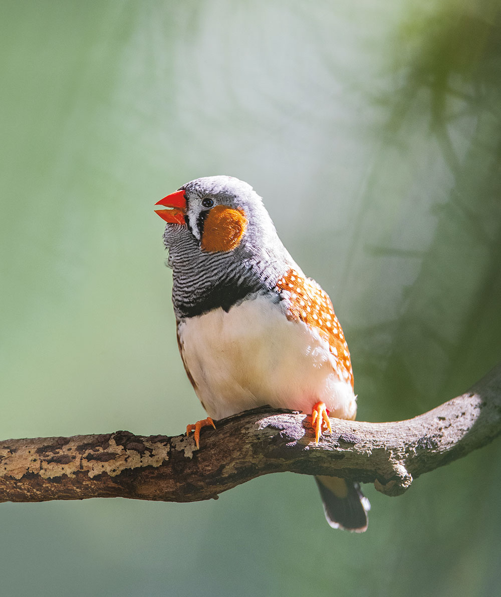 A zebra finch