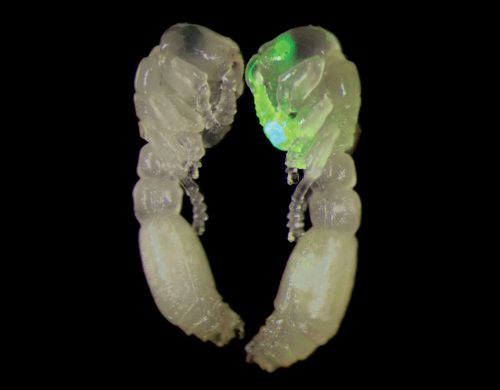 A transgenic ant pupa flashes neon in the presence of alarm pheromones.