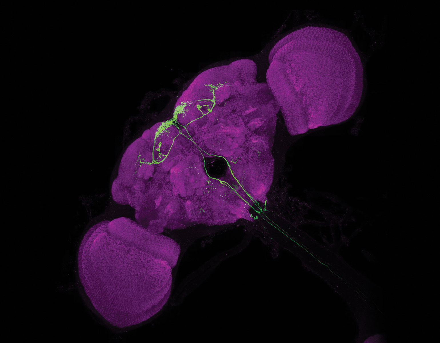 Egg-laying neurons (in green) light up as a fruit fly makes a decision.