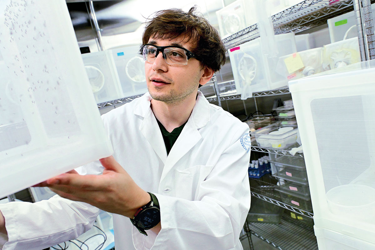 Jacopo Razzauti wears goggles and a lab coat and studies a plastic bin of insects.