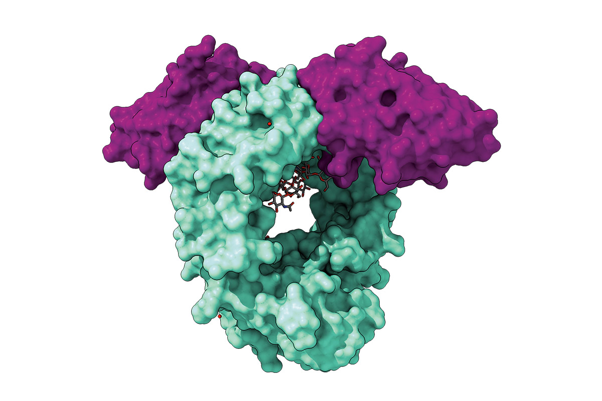 A purple and green diagram depicting the crystal structure of a potential nanobody treatment for dengue.