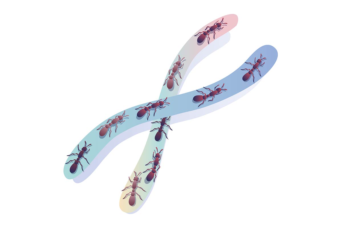 Illustration of ants crawling on a chromosome