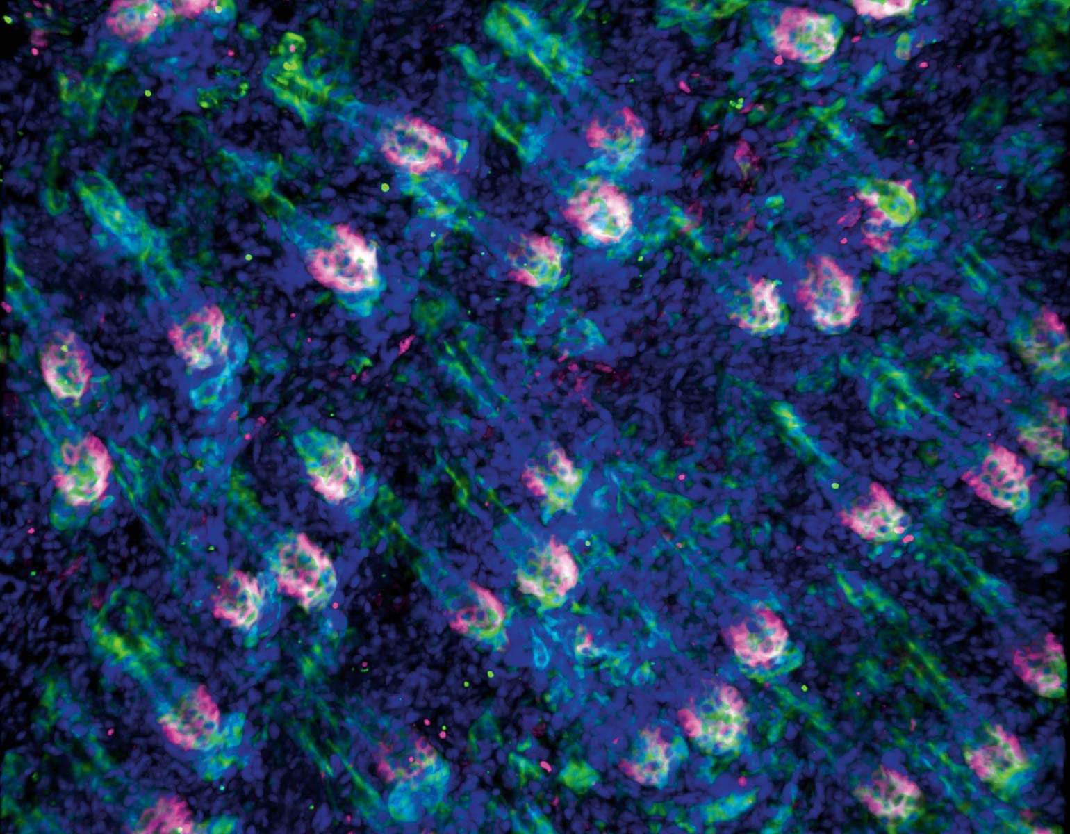 When hair stem cells turn into skin