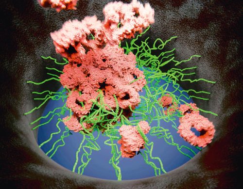 At the core of the nuclear pore