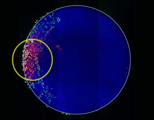 Shining new light on embryonic development