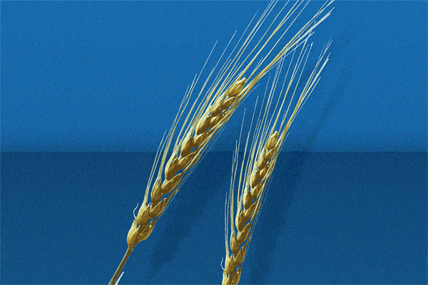 Wheat. Photo/Animation credit TK.
