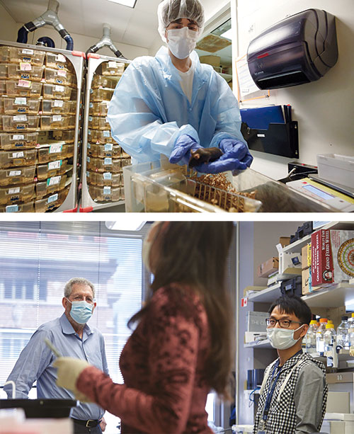 Members of the Friedman lab—Jordan Shaked (top), Violet Ivan, and Han Tan—use mouse models to investigate the mechanisms behind feeding behaviors. Photos by Matthew Septimus