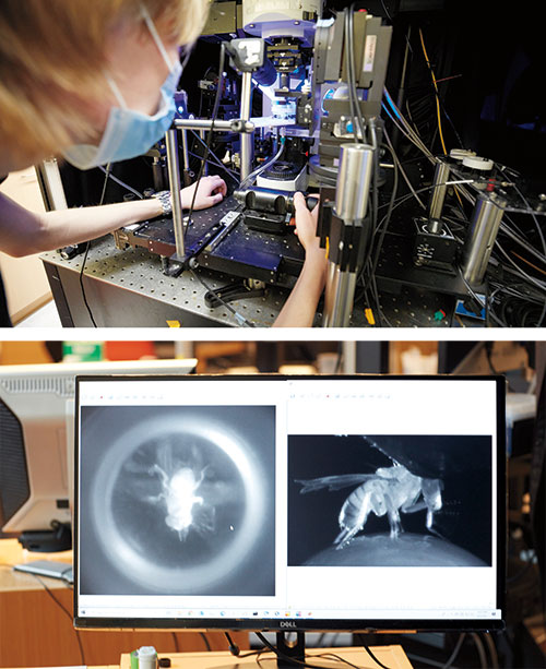 Hindmarsh Sten (top) makes adjustments to virtual reality equipment used in the Ruta lab. Cameras allow the researchers to monitor the fly’s movements in response to stimuli. Photos by Matthew Septimus