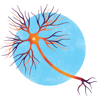 An illustration of a motor neuron.