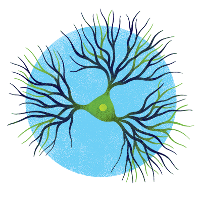 An illustration of a pyramidal neuron.